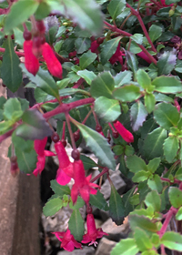 Fuchsia microphylla 'Isis'